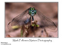 Dragonfly Orthetrum sabina